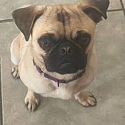 Frank joined the competition — help win amazing prizes! dog, pug, pet, animal, canine, portrait, sitting, indoors, tiled_floor, collar, purple_collar, wrinkles, black_muzzle, floppy_ears, brown_and_cream, paws, closeup, direct_gaze, floor, photography