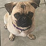 dog, pug, pet, animal, canine, portrait, sitting, indoors, tiled_floor, collar, purple_collar, wrinkles, black_muzzle, floppy_ears, brown_and_cream, paws, closeup, direct_gaze, floor, photography