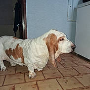 Maggy a rejoint le concours — aidez-le/la à gagner de superbes lots ! dog, basset_hound, pet, indoor, tile_floor, white_fur, brown_spot, droopy_ears, long_ears, snout, paws, side_view, wall, cabinet, doorway, coat, flash_lighting, domestic, mature_dog, floor_tiles