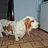 basset_hound, brown_spot, cabinet, coat, dog, domestic, doorway, droopy_ears, flash_lighting, floor_tiles, indoor, long_ears, mature_dog, paws, pet, side_view, snout, tile_floor, wall, white_fur