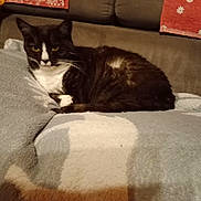 Lea participe au concours pour gagner de l'argent avec cette photo : animal, black_and_white, blanket, cat, comfort, couch, cozy, domestic, ears, feline, fur, home, indoor, patterned, pet, pillow, relaxed, resting, soft, whiskers