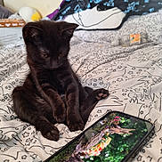 Cleo is registered to the contest to win money with this photo: animal, art, bed, bedroom, cat, computer, couch, cushion, electronics, furniture, homedecor, indoors, kitten, laptop, mobilephone, painting, pet, phone, room, tabletcomputer