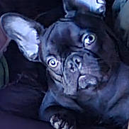 Nova joined the competition — help win amazing prizes! animal, canine, close_up, companion, curious, cute, dog, domestic_animal, ears, expression, face, french_bulldog, fur, indoor, lying_down, mammal, paw, pet, portrait, resting