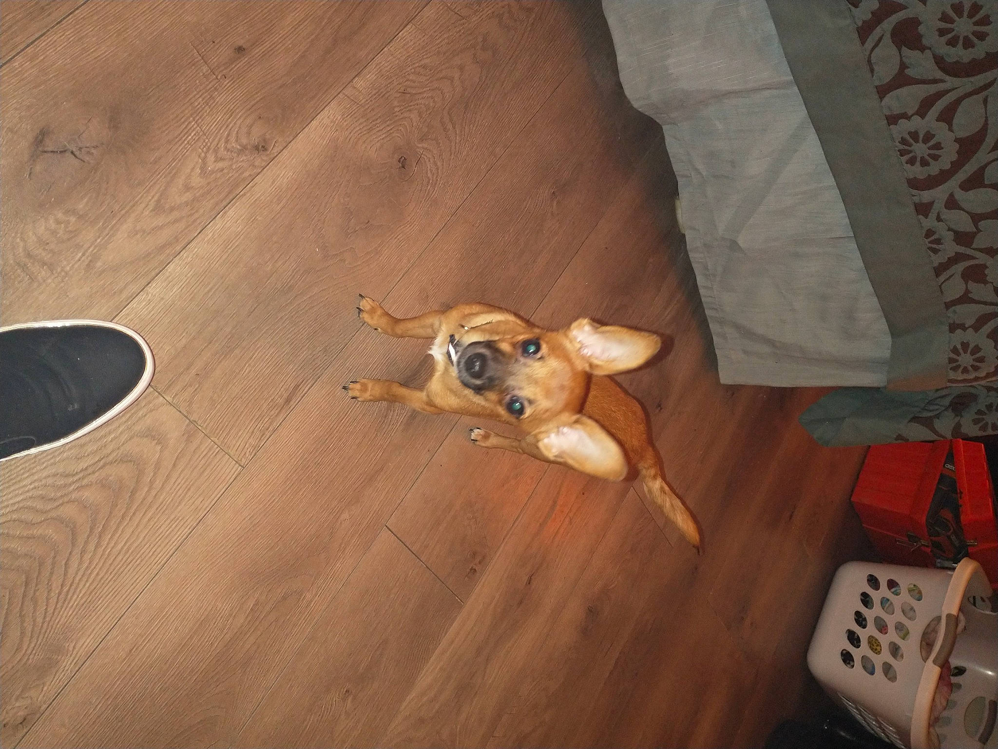 Little Man is registered to the contest to win money with this photo: cable, canidae, carnivore, dog, dog_breed, electronics, fawn, floor, flooring, hardwood, laminate_flooring, linens, liver, snout, tan, toy, wall_socket, wood_flooring, wood_stain, working_animal