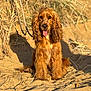 Nala a rejoint le concours — aidez-le/la à gagner de superbes lots ! dog, golden_brown, long_ears, wavy_fur, sitting, sand, dry_grass, outdoor, sunlight, pet, animal, tongue_out, portrait, nature, canine, cute, fur, friendly, leash, daylight