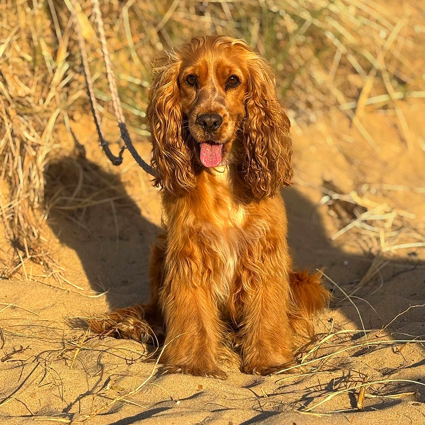 Nala a rejoint le concours — aidez-le/la à gagner de superbes lots ! animal, canine, cute, daylight, dog, dry_grass, friendly, fur, golden_brown, leash, long_ears, nature, outdoor, pet, portrait, sand, sitting, sunlight, tongue_out, wavy_fur