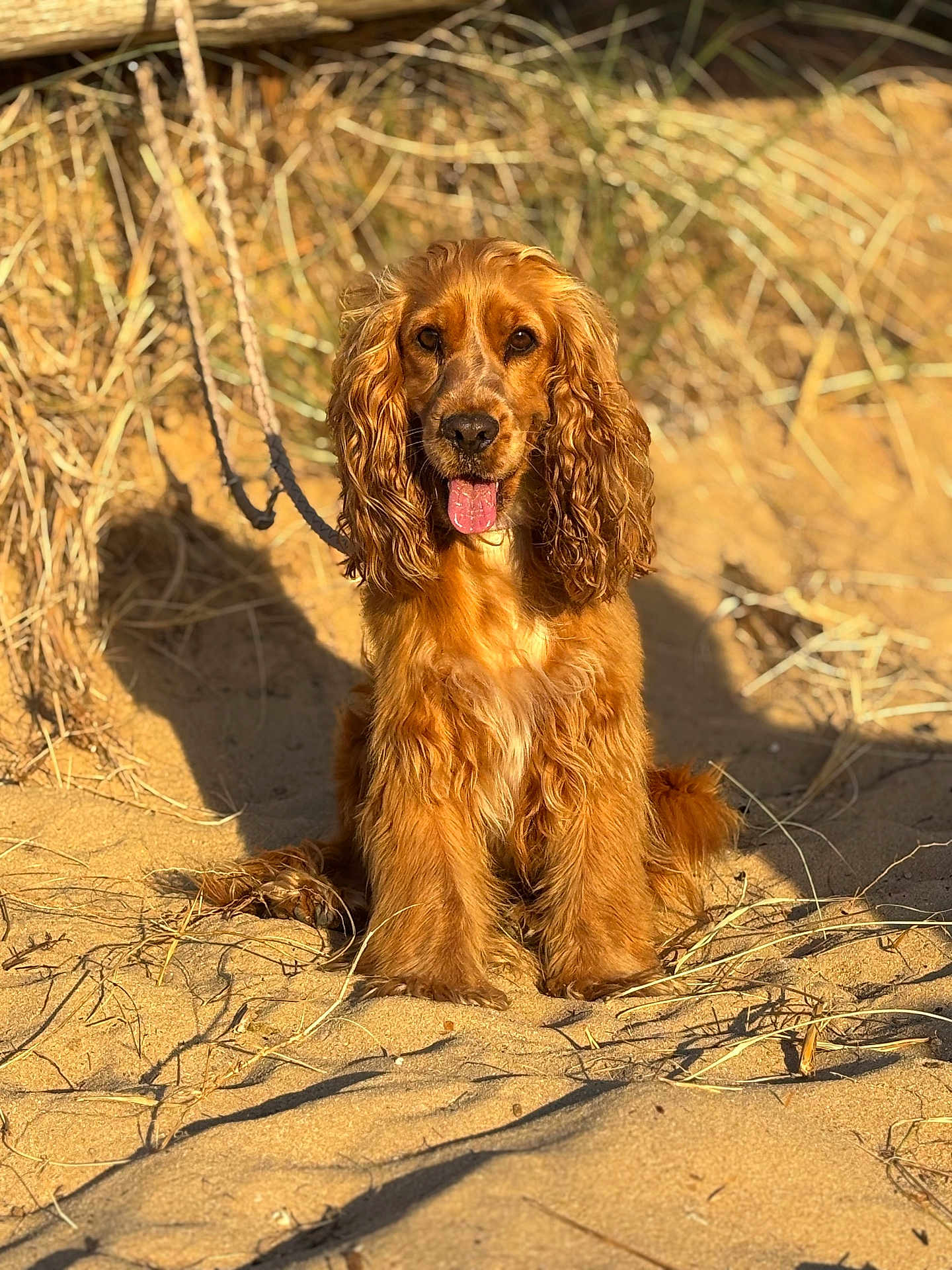 Nala a rejoint le concours — aidez-le/la à gagner de superbes lots ! dog, golden_brown, long_ears, wavy_fur, sitting, sand, dry_grass, outdoor, sunlight, pet, animal, tongue_out, portrait, nature, canine, cute, fur, friendly, leash, daylight