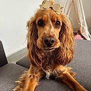 Nala participe au concours pour gagner de l'argent avec cette photo : dog, golden_brown, curly_ears, bow, sofa, indoor, pet, cute, portrait, long_hair, relaxed, animal, face, fur, home, cozy, toy, tent, brown, companion