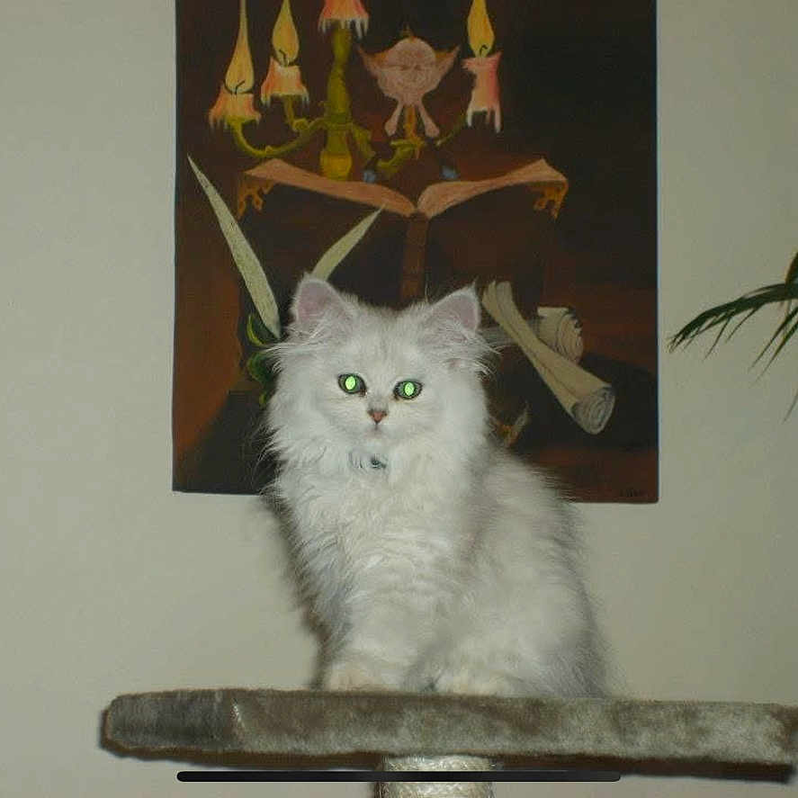 Elfy a rejoint le concours — aidez-le/la à gagner de superbes lots ! animal, candles, cat, cat_tree, curious, cute, eyes, feline, fluffy, fur, home, indoor, kitten, painting, pet, pet_indoor, plant, portrait, scrolls, white_cat