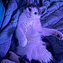 Merlin joined the competition — help win amazing prizes! animal, blanket, cat, cozy, cute, domestic, ears, feline, fluffy, fur, indoor, lying_down, paw, pet, purple_lighting, quilt, relaxed, resting, soft_lighting, whiskers