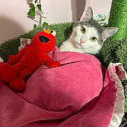 Merlin joined the competition — help win amazing prizes! blanket, cat, cozy, cute, elmo, feline, fur, green, indoor, leafy_plant, pet, pink, playful, plush_toy, relaxation, resting, soft, stuffed_animal, texture, toy