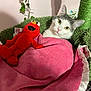 blanket, cat, cozy, cute, elmo, feline, fur, green, indoor, leafy_plant, pet, pink, playful, plush_toy, relaxation, resting, soft, stuffed_animal, texture, toy