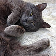 Cambouis a rejoint le concours — aidez-le/la à gagner de superbes lots !