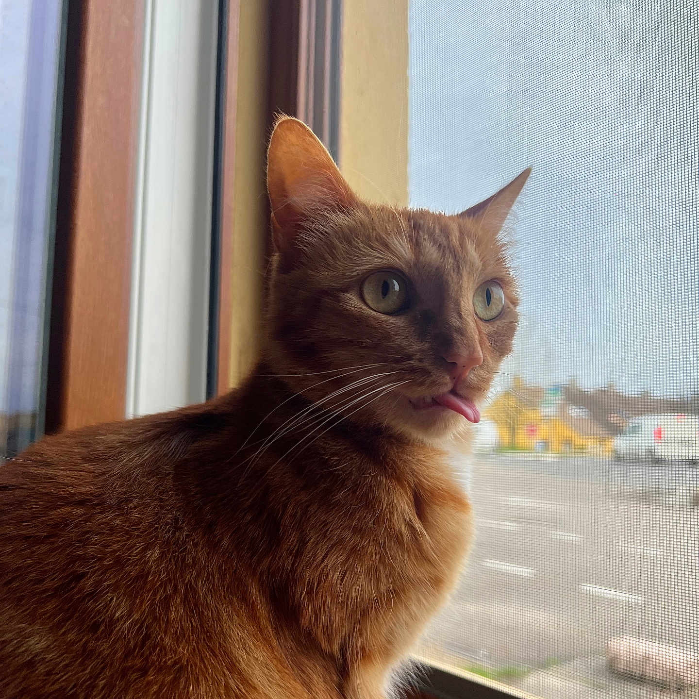 Nala participe au concours pour gagner de l'argent avec cette photo : abyssinian, animal, car, cat, hardwood, kitten, manx, pet, siamese, transportation, vehicle, window, wood