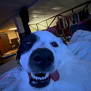 Coconut joined the competition — help win amazing prizes! dog, canine, fluffy, white_fur, black_markings, close_up, portrait, face, nose, eyes, teeth, tongue, smiling, happy, playful, indoors, bedroom, bed, clothing, low_light