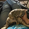 Birdie is registered to the contest to win money with this photo: cat, kitten, sleeping, lap, person, hand, jeans, tie_dye_shirt, indoor, cozy, relaxation, furniture, table, footwear, red_socks, tattoo, comfort, rest, pet, animal