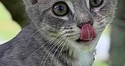 Birdie is registered to the contest to win money with this photo: kitten, cat, gray_tabby, tree, outdoor, animal, pet, tongue_out, curious, young, whiskers, fur, claws, nature, close_up, portrait, greenery, branch, cute, playful