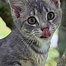 kitten, cat, gray_tabby, tree, outdoor, animal, pet, tongue_out, curious, young, whiskers, fur, claws, nature, close_up, portrait, greenery, branch, cute, playful