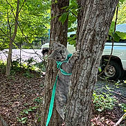Birdie is registered to the contest to win money with this photo: kitten, cat, tree, harness, leash, outdoor, forest, greenery, sunlight, truck, nature, curious, pet, animal, exploring, leaves, bark, young, playful, daylight