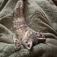 Birdie joined the competition — help win amazing prizes! animal, blanket, cat, claws, cozy, cute, cute_pet, fur, furry, green_blanket, indoor, kitten, paw, pet, relaxation, resting, sleeping, soft_texture, stretching, tabby