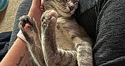 Birdie joined the competition — help win amazing prizes! animal, cat, comfort, cozy, cute, feline, gray_fur, hand, indoor, kitten, lap, natural_light, paw, person, pet, relaxed, resting, sleeping, soft_fur, tattoo