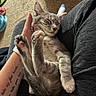 Birdie joined the competition — help win amazing prizes! kitten, cat, sleeping, pet, lap, hand, tattoo, gray_fur, cozy, indoor, natural_light, relaxed, cute, animal, feline, paw, soft_fur, person, comfort, resting