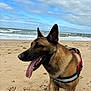 Tango a rejoint le concours — aidez-le/la à gagner de superbes lots ! dog, german_shepherd, beach, sand, ocean, cloudy_sky, tongue_out, harness, pet, animal, outdoor, canine, waves, water, coast, nature, summer, playful, happy, mammal