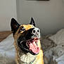 dog, tongue_out, happy, sunlight, indoor, bed, blanket, canine, pet, fur, ears, mouth, nose, smiling, animal, domestic_animal, closeup, portrait, light, shadow