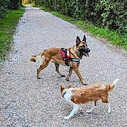 Tango a rejoint le concours — aidez-le/la à gagner de superbes lots ! dog, dogs, walking, path, gravel, outdoor, nature, greenery, harness, canine, pets, playful, happy, two, fur, tail, ears, tongue, walking_path, daylight