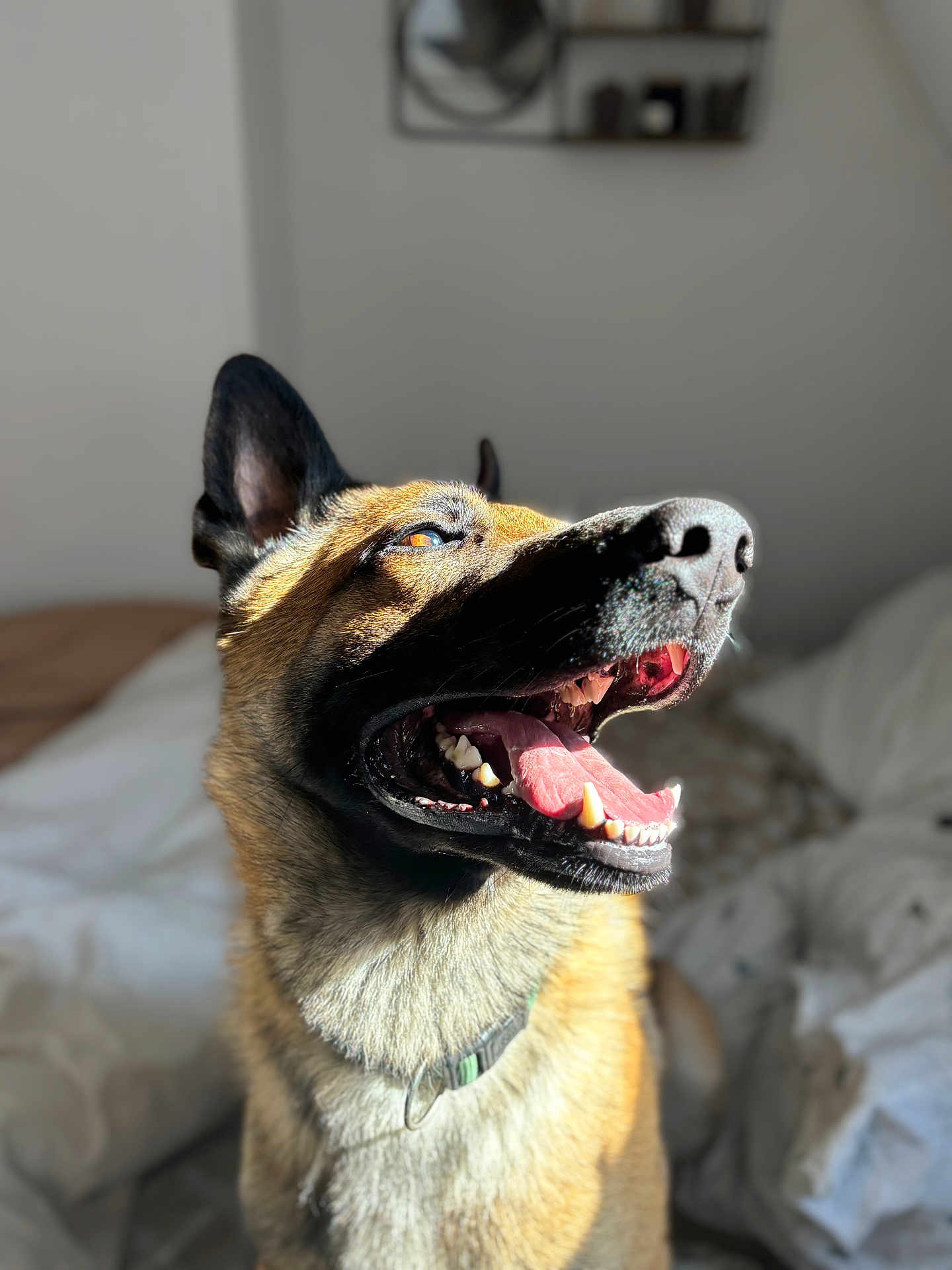 Tango