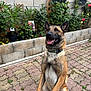 Tango participe au concours pour gagner de l'argent avec cette photo : dog, sitting, happy, outdoor, pavement, flowers, plants, garden, greenery, collar, tongue_out, concrete_wall, pet, canine, nature, sunlight, animal, ears_up, brown_fur, closeup