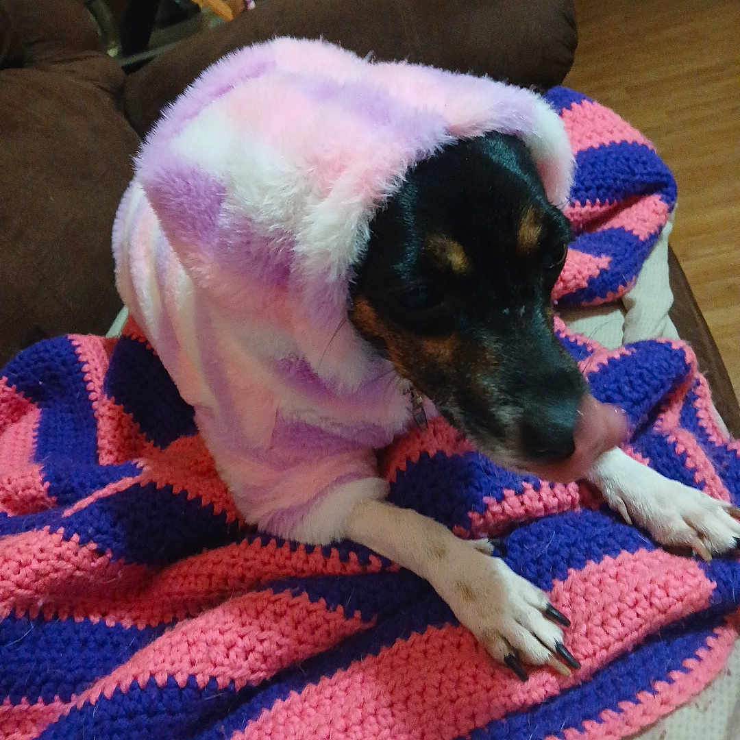 Luna joined the competition — help win amazing prizes! animal, blanket, canine, couch, cozy, crochet, cute, dog, fur, home, hoodie, indoor, paws, pet, pink, purple, relaxing, resting, snug, warm