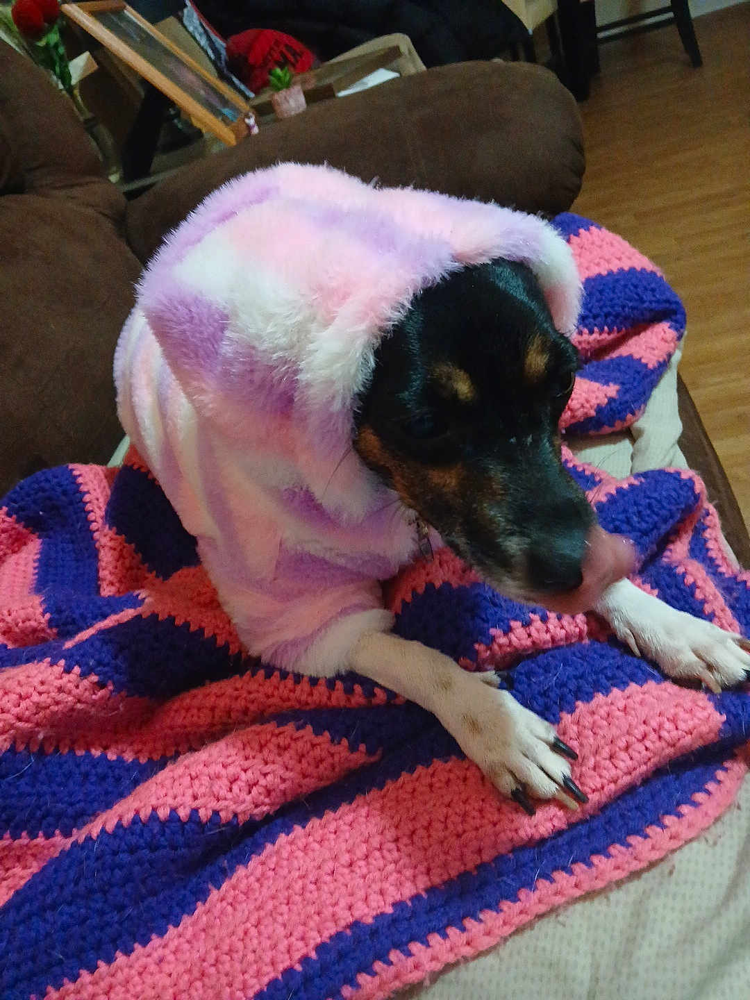 Luna joined the competition — help win amazing prizes! dog, pet, animal, cozy, blanket, crochet, purple, pink, hoodie, fur, paws, couch, indoor, home, relaxing, cute, snug, warm, canine, resting