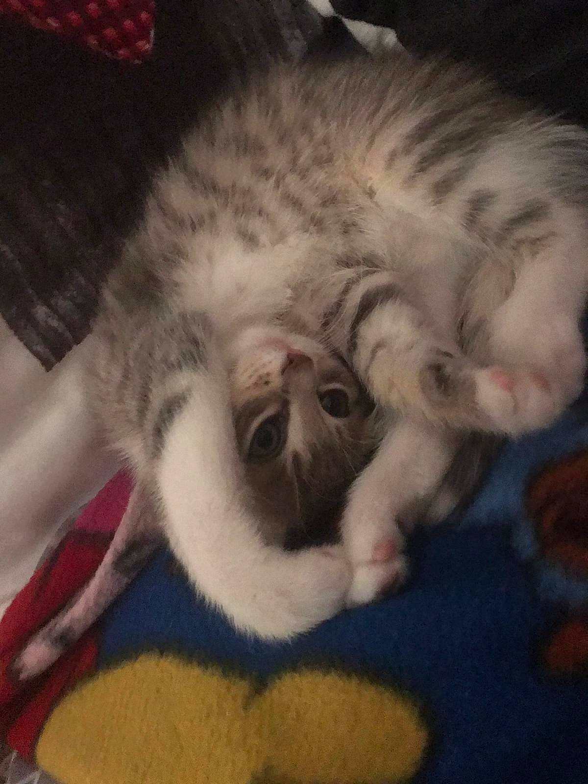 Minie a rejoint le concours — aidez-le/la à gagner de superbes lots ! carnivore, cat, claw, cloud, comfort, domestic_short_haired_cat, felidae, fur, mammal, meteorological_phenomenon, nap, paw, sky, sleep, small_to_medium_sized_cats, snout, square, tail, whiskers