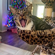 Lord Farquaad is registered to the contest to win money with this photo: cat, tabby_cat, mouth_open, cat_hammock, leopard_print, indoor, christmas_tree, colorful_lights, wood_floor, window, furniture, pet, animal, cozy, holiday, blurred_background, playful, whiskers, ears, tongue