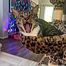 cat, tabby_cat, mouth_open, cat_hammock, leopard_print, indoor, christmas_tree, colorful_lights, wood_floor, window, furniture, pet, animal, cozy, holiday, blurred_background, playful, whiskers, ears, tongue