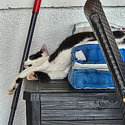 Batman participe au concours pour gagner de l'argent avec cette photo : cat, black_and_white, stretching, sleeping, bench, cushions, blue, wooden, broom, red, black, wall, textured_wall, indoor, pet, relaxed, paw, feline, resting, animal