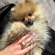 Mochi participe au concours pour gagner de l'argent avec cette photo : puppy, dog, pomeranian, fluffy, pet, cute, hand, ring, manicure, nails, sleepy, fur, closeup, soft, cozy, indoor, animal, small, adorable, resting
