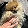 puppy, dog, pomeranian, fluffy, pet, cute, hand, ring, manicure, nails, sleepy, fur, closeup, soft, cozy, indoor, animal, small, adorable, resting