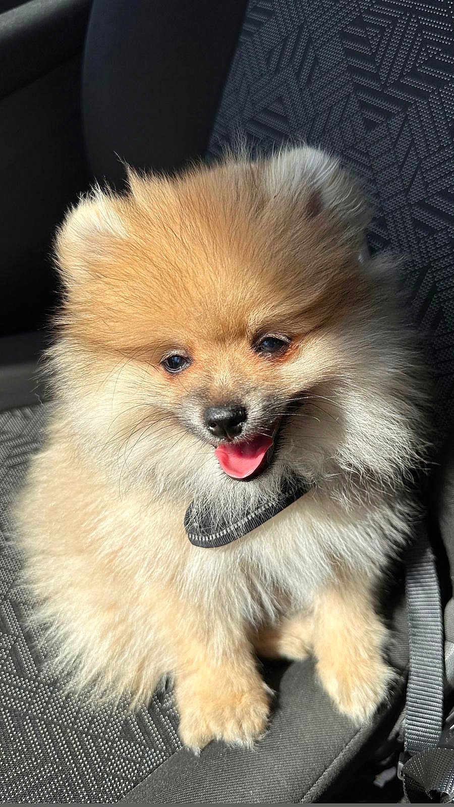 Mochi a rejoint le concours — aidez-le/la à gagner de superbes lots ! dog, puppy, pomeranian, fluffy, fur, tongue, happy, pet, animal, car_seat, sunlight, smiling, cute, small_dog, indoor, seatbelt, portrait, mammal, companion, domestic_animal