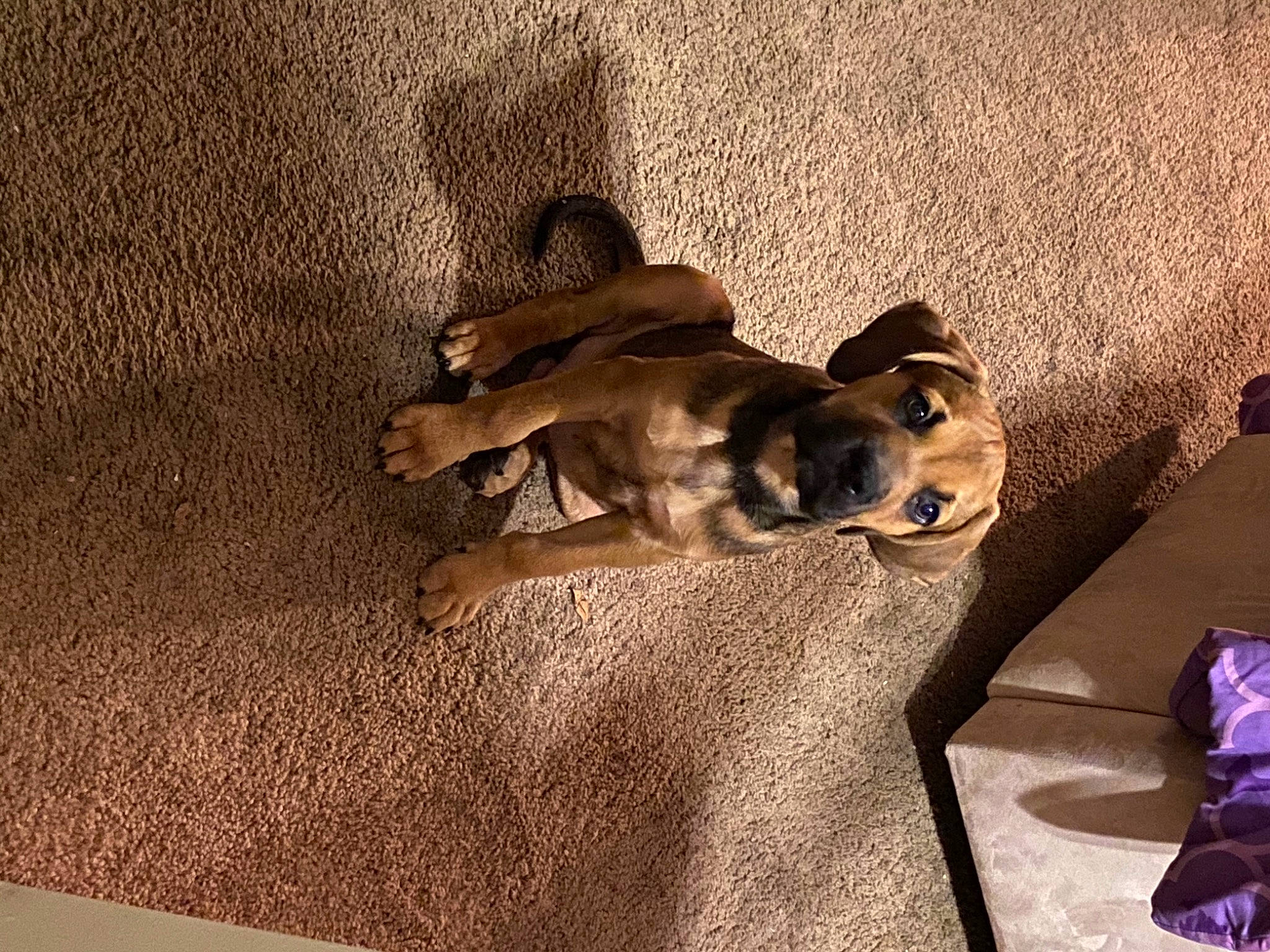 Max joined the competition — help win amazing prizes! canidae, carnivore, dog, dog_breed, fawn, puppy