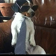 Fripouille a rejoint le concours — aidez-le/la à gagner de superbes lots ! dog, sunglasses, tie, brown_leather_couch, plant_pot, indoor, pet, black_and_white_dog, sitting, funny, costume, animal, casual, portrait, cute, domestic_animal, relaxed, furniture, accessory, tie_striped