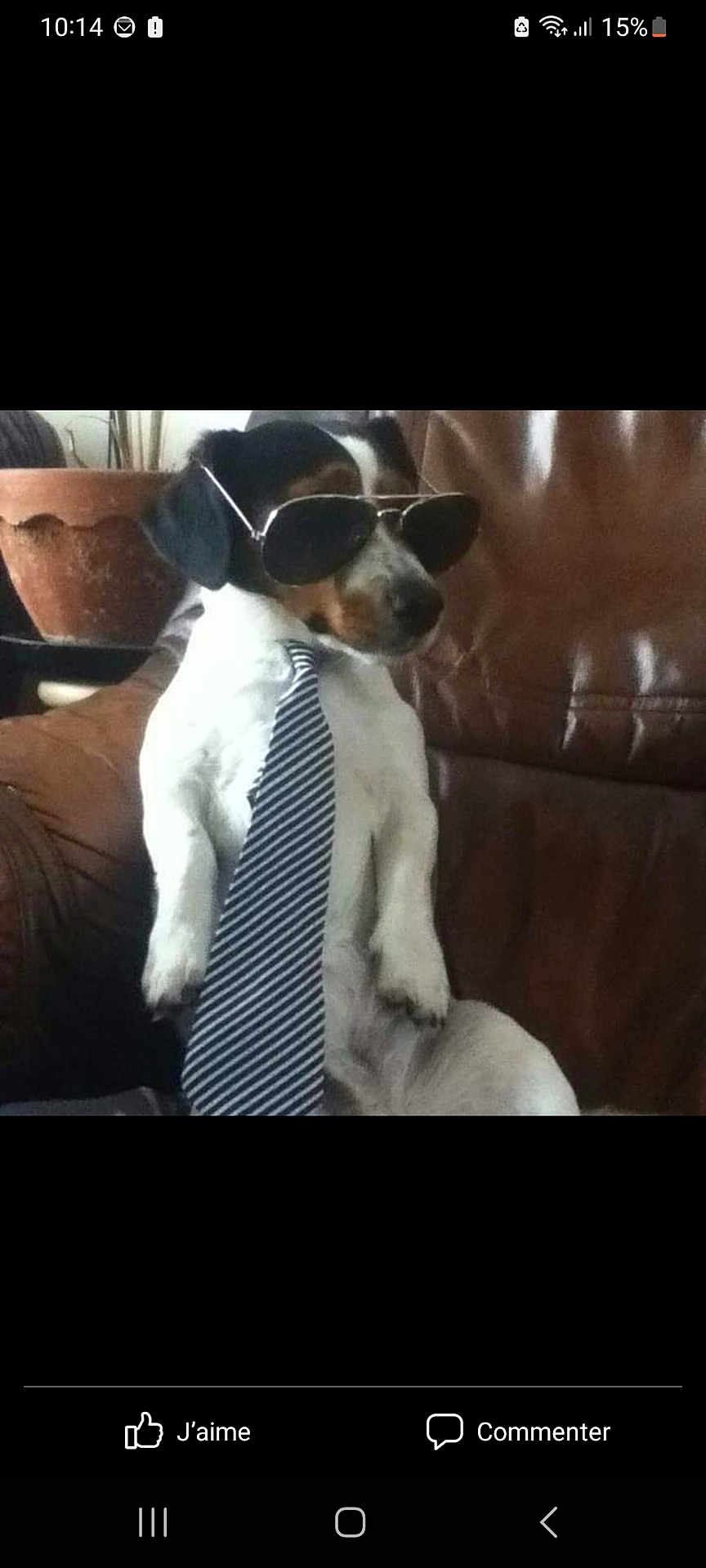 Fripouille a rejoint le concours — aidez-le/la à gagner de superbes lots ! dog, sunglasses, tie, brown_leather_couch, plant_pot, indoor, pet, black_and_white_dog, sitting, funny, costume, animal, casual, portrait, cute, domestic_animal, relaxed, furniture, accessory, tie_striped