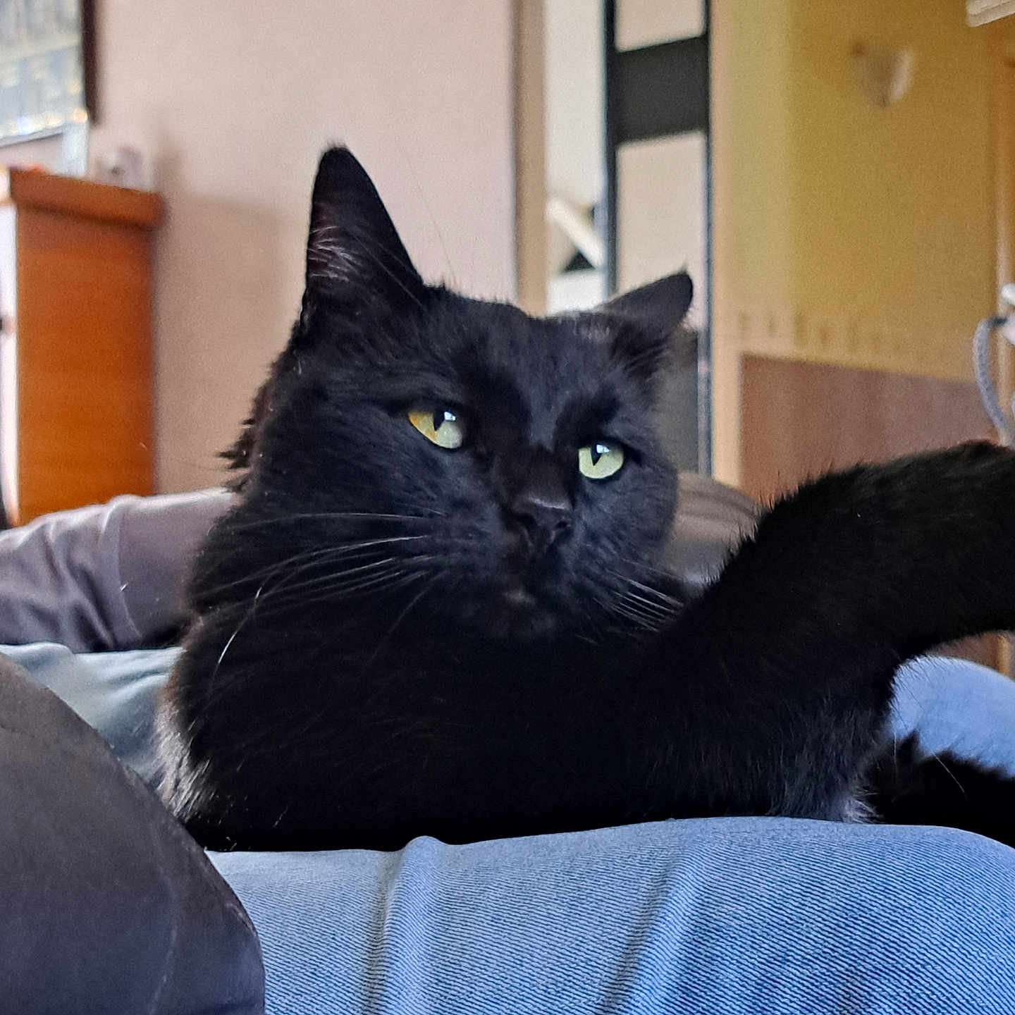 Pumba participe au concours pour gagner de l'argent avec cette photo : animal, architecture, armchair, blackcat, building, cat, chair, couch, cushion, furniture, homedecor, indoors, kitten, livingroom, manx, pet, room