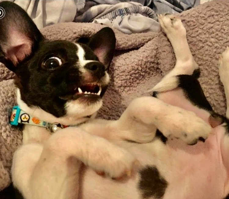 Chloe is registered to the contest to win money with this photo: dog, small_dog, black_and_white, pet, lying_down, blanket, indoor, playful, cute, fur, collar, animal, canine, ears, teeth, paw, expression, close_up, resting, cozy