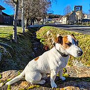Rusty participe au concours pour gagner de l'argent avec cette photo : animal, bare_trees, blue_sky, collar, daytime, dog, grass, house, jack_russell_terrier, moss, nature, outdoor, pet, road, rural, sitting, small_dog, stone_wall, sunlight, village