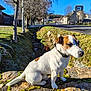 animal, bare_trees, blue_sky, collar, daytime, dog, grass, house, jack_russell_terrier, moss, nature, outdoor, pet, road, rural, sitting, small_dog, stone_wall, sunlight, village
