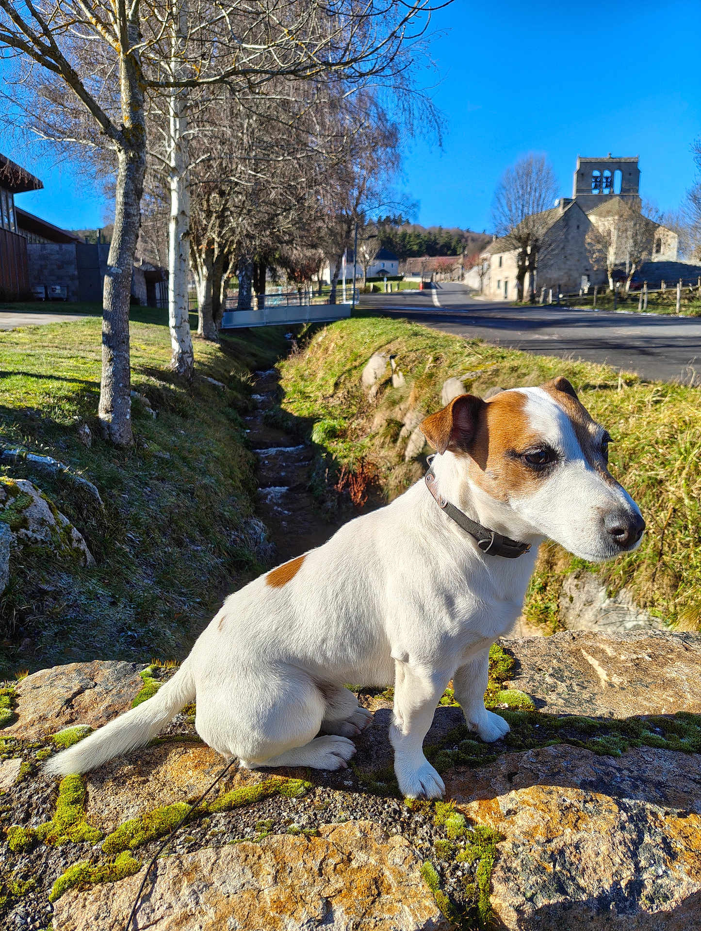 Rusty participe au concours pour gagner de l'argent avec cette photo : animal, bare_trees, blue_sky, collar, daytime, dog, grass, house, jack_russell_terrier, moss, nature, outdoor, pet, road, rural, sitting, small_dog, stone_wall, sunlight, village