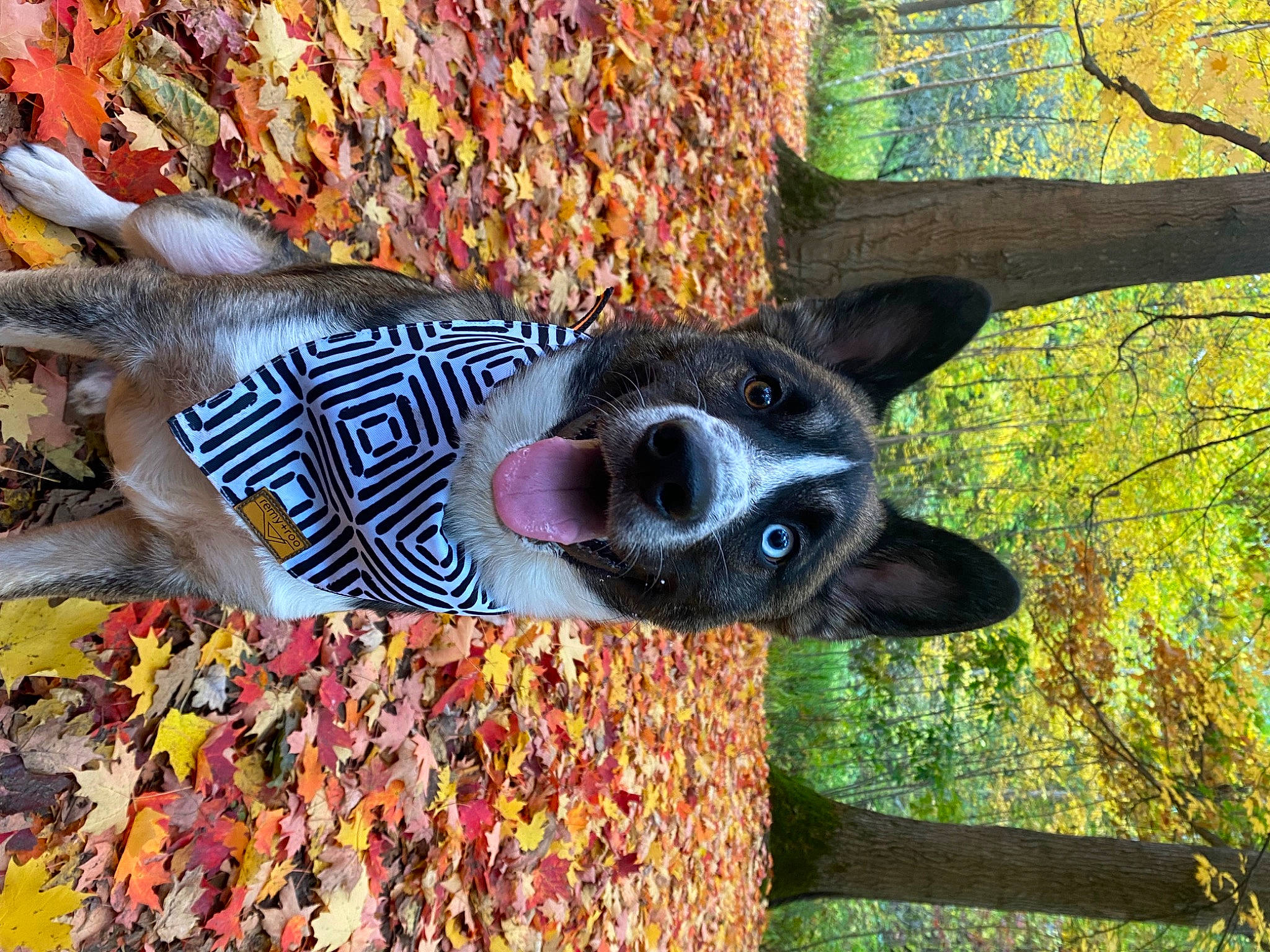 Jaxx is registered to the contest to win money with this photo: art, canidae, carnivore, dog, dog_breed, fawn, grass, lawn_ornament, magenta, pattern, plant, sculpture, snout, sporting_group, sunglasses, terrestrial_animal, tree, trunk, wood, working_animal