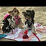dog, small_dog, puppy, beach, sand, cowboy_hat, pink_hat, brown_hat, black_hat, harness, towel, birthday_candle, number_4, outdoor, pet, celebration, cute, animal, three_dogs, playful